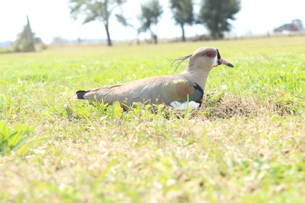 Hotel El Triunfo De Areco San Antonio de Areco Ngoại thất bức ảnh